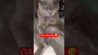 Baby cat 😺shorts cat babycats cute kitten MrBeast [upl. by Ajuna940]