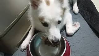 Mukbang ni Haba dogfood pet doglover accelthedog mukbang [upl. by Free]