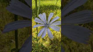 Cichorium Intybus Flower Plant Sound of a grasshopper [upl. by Leelaj]