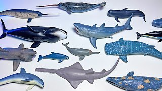 Sea Animals Collection  Shark Dolphin Whale Narwhal Beluga Shark Ray Orca Sawfish Lemon Shark [upl. by Ezeerb]