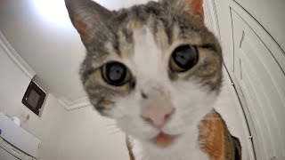 Cat Sees a Rotating Camera for the First Time and Gets Confused [upl. by Hu]