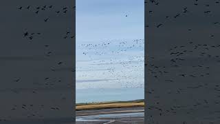 Pinkfooted Geese  Ythan Estuary [upl. by Volnay]