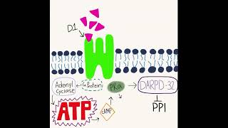 Dopamine pathway [upl. by Rosaleen]