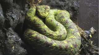 Eyelash Palm Viper  Bothriechis Schlegelii [upl. by Khalsa]