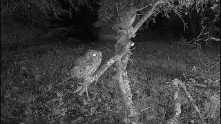 Screech Owls in South Austin [upl. by Llertnauq658]