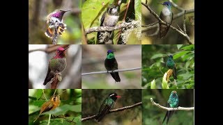 Los Colibríes [upl. by Anelas]