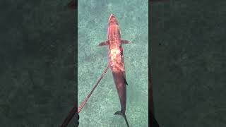 Ce Thazard chassesousmarine fishing oceanfishing shortswithzita YouTubeCreatorCommunity [upl. by Norward]