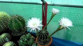 Our Echinopsis eyriesii  oxygona Cactus Plant in STUNNING triple Bloom [upl. by Oer]