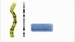 chromosome view in karyotype and idiogram [upl. by Euqirne]