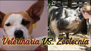 Zootecnia vs Veterinaria  ¿Son lo mismo [upl. by Riay524]