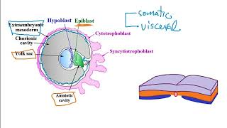 USMLE ACE Video 246 Embryonic Development Key Stages Cellular Differentiation and Timeline [upl. by Bertine]