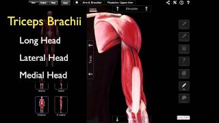 The Posterior Compartment Of The Arm [upl. by Tasia]