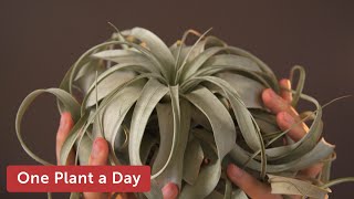 Tillandsia xerographica Air Plant Houseplant Care — 19 of 365 [upl. by Yelhsa]