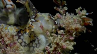 Underwater Macro Video Bornella Breakfast [upl. by Maible]