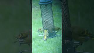 Eurasian Siskins on the bird feeders [upl. by Airdnalahs]