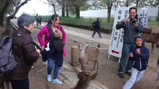 Deer Park Nara everydaytaichi lucy Honolulu Hawaii [upl. by Leirej]