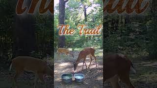 The Trail deer nature wildlife entertainment [upl. by Lacie427]