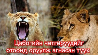 Хүн бариад сурчихсан хос арсланг агнасан түүх Гоё Түүхүүд Goy tuuhuud mongol heleer kino duu [upl. by Einaeg]