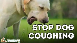 Dog Coughing How To Quickly Stop It With 7 Natural Remedies [upl. by Ferren]