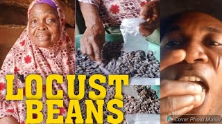 VIDEO UNTOLD FACTS ABOUT LOCUST BEANS IRÚ ITS HEALTH BENEFITS [upl. by Carolus]