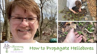 How to Propagate Hellebores 🌸🌺❤️ [upl. by Modla]