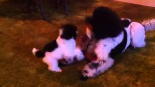 Funniest Poodle Video EVER [upl. by Iduj]