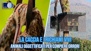 La caccia e i richiami vivi animali oggettificati per compiere orrori [upl. by Ettore511]