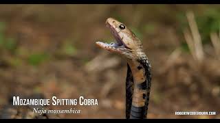 Mozambique Spitting Cobra Naja mossambica spraying venom in 6K [upl. by Irpac]