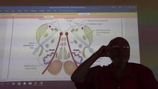 Neuroanatomy 35  Medulla obllongata  part 4   by Dr Wahdan [upl. by Ayatnahs]