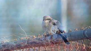 Piegrièche migratrice loggerhead Shrike lanius ludovicianus Naples Floride avril 2024 [upl. by Liauqram]