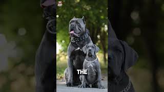 Rottweiler Vs Cane Corso Fight 😡🥵 Who will win Shorts rottweiler [upl. by Rombert800]