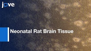 Primary Microglia IsolationMixed Glial Cell Cultures Neonatal Rat Brain Tissue l Protocol Preview [upl. by Lihas]