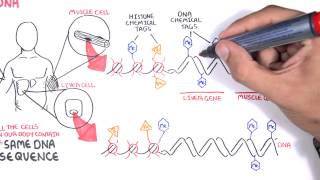 Epigenetics basics  Garvan Institute [upl. by Kuehn555]