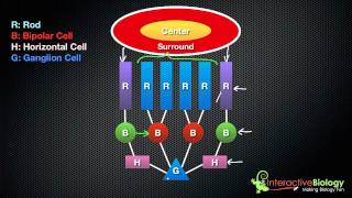 035 On Center Off Surround Ganglion Cells [upl. by Dryfoos]