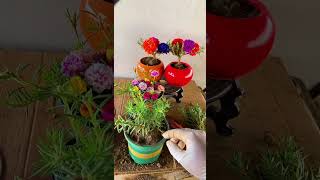 Technique planting portulaca moss rose in pot so beautiful howtogrowportulaca shorts [upl. by Niad714]