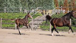 Rob Roy van de Bisschop Z x Celano stallion [upl. by Adirf899]