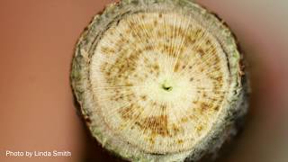 Verticillium wilt in cotton [upl. by Anneliese]