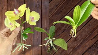 Know this secret You can easily propagate orchids at home [upl. by Lavine]