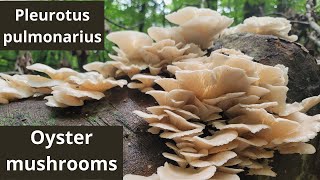 Oyster mushrooms Pleurotus pulmonarius a delicious edible mushroom [upl. by Giarla]