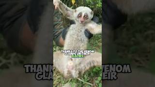 Meet the Slow Loris The Worlds Only Venomous Primate [upl. by Alys]