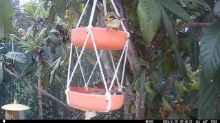 Les Chardonnerets élégants en liberté dans mon jardinElegant Goldfinches roaming free in my garden [upl. by Sanferd]