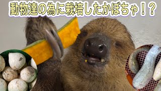 応援したくなる動物園♫地元の方が動物達の為にかぼちゃを栽培してくれました！！ [upl. by Shaper]