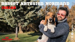 Köpek Irkları  Basset Artesien Normand [upl. by Ahsiuqal]