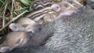 One day old baby boar piglets we are are lovely when we want to sleep [upl. by Herminia]