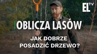 TeamTrees Jak dobrze posadzić drzewo  Oblicza lasów 16 [upl. by Menell570]