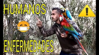 ⚠ ENFERMEDADES de LOROS Y AVES que pueden CONTAGIAR a los HUMANOS 😷 [upl. by Odey430]