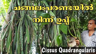 ചങ്ങലംപരണ്ട  Changalamparanda  Cissus quadrangularis  Bone setter  vajravalli  Veldt Grape [upl. by Hannala535]