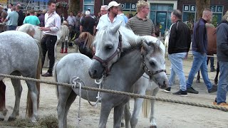 Ponymarkt Bemmel 2024 [upl. by Maurits]