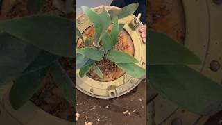 Mounting a Staghorn Fern staghornfern plants honolulu diy homedecor [upl. by Yalhsa421]