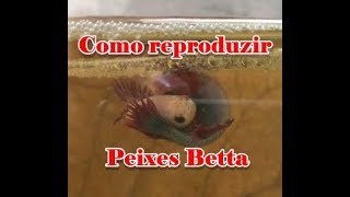 Como reproduzir Bettas Passo a Passo [upl. by Revlis]